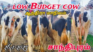 low Budget cow market ஆந்திரா மாநிலம் சாந்திபுரம் சந்தை milk cow santhipuram