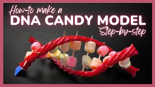 How to make a DNA Candy Model with Marshmallows!