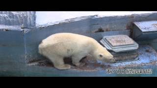 天王寺動物園のホッキョクグマ「イッちゃん」