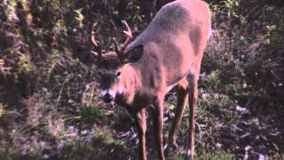 Crazy Crossbow Hunt - Deer Season 2012