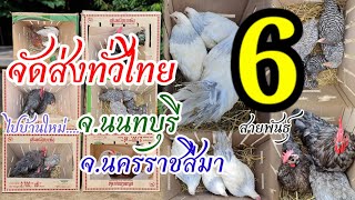 จัดส่งทั่วไทย พาน้องไก่ไข่ 6 สายพันธุ์แท้ต่างประเทศ ไปบ้านใหม่ จ.นนทบุรี จ.นครราชสีมา by คำเงินฟาร์ม