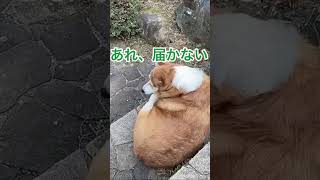 短足が故に、妥協するコギ #corgi #welshcorgi #ウェルシュコーギー #コーギー