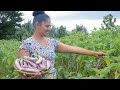 brinjal .poison free brinjal harvested from my garden❣.❣ ....Nadee with nature life❣ ❣-