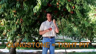 Freestone or Clingstone Peach