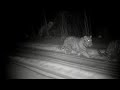 amur tiger family jack and female zheltobokaya with her cubs .