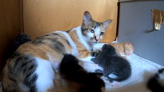 お薬を飲む子猫を見守る母猫