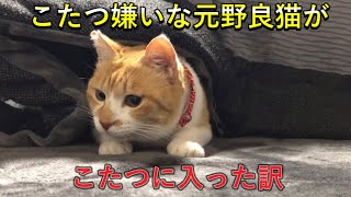 こたつ嫌いな猫がこたつに入った訳