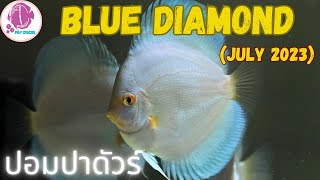 Blue Diamond @PandYDiscusFarm (ปลาปอมปาดัวร์)