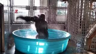 Smart and Funny Monkeys funny videos- 2021
