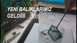 Yeni Balıklarımız Geldi