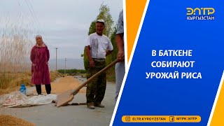 В БАТКЕНЕ СОБИРАЮТ УРОЖАЙ РИСА