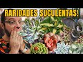 40 SUCULENTAS RARAS  - JÓIAS para sua COLEÇÃO de plantas