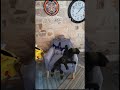 real sleeping umbreon omg pokemon blender animation