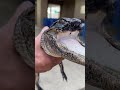 Gator with missing jaw finds home in Florida park