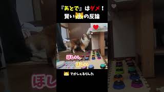 『あとで』はダメ！賢いシェルティの反論【会話ボタンでしゃべる犬】 #shorts  #dog