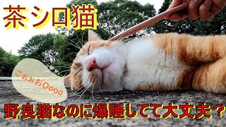 猫動画 ♪茶シロ猫、野良猫なのに無防備に爆睡　恐るべしねこじゃすり♪ 感動