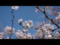 2019 04 17　塩川町御殿場公園の桜