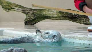 鳥羽水族館 ラッコ メイちゃん「そのおもちゃが欲しいの！」