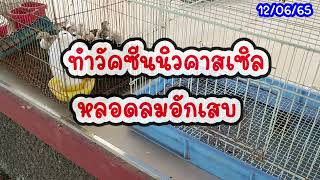 ทำวัคซีนไก่ นิวคาสเซิล กับ หลอดลมอักเสบ (12/06/65) #วัคซีนนิวคาสเซิล #วัคซีนหลอดลมอักเสบ