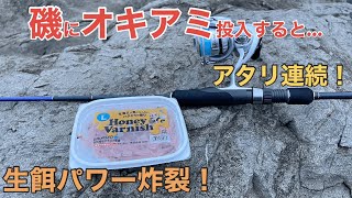 【江ノ島】アジングロッドでカワハギ狙う！釣れるのは…