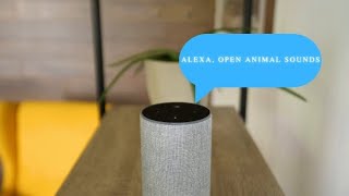 Design A Custom Alexa Skill With Visual Responses Apl