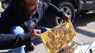 Beekeeping Behind Bars: Inmates Raise Bees at Cook County Jail