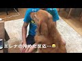 飼い主家族それぞれの帰宅時の愛犬たちの反応がこちら…😅 笑