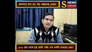 মালদহে চাষ হয় বড় ওজনের বেগুন। ৮০০ গ্রাম থেকে দুই কেজি পর্যন্ত এক একটি বেগুনের ওজন