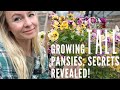 Growing the tallest pansies for the cutting flower garden!