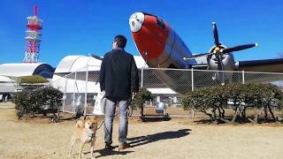 豆柴おーじろう☆所沢航空記念公園へ mameshiba(shiba inu) OHJIRO in Tokorozawa