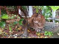 カラスに襲われていた子猫を助けたら、不思議なマダムにムッとすることを言われたけれど..【猫の不思議な話】【朗読】