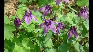 A0134 #매발톱 (Aquilegia buergeriana var. oxysepala) [영어명] early-columbine [약효] #강심제, 근골구급, #이뇨, 진정, 황달