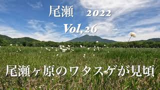 尾瀬2022　Vol,26　尾瀬ヶ原のワタスゲが見頃