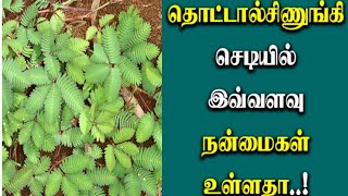 அதிசயமாக வியந்து பார்த்த ஒரு செடி | தெய்வீக மூலிகை #trending