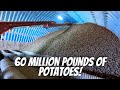 Final Day of Potato Harvest!