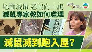 TVB時事多面睇｜老鼠爬入屋　滅鼠專家教如何處理｜2025年1月14日｜無綫新聞 ｜TVB News