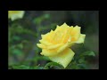 花菜ガーデン秋ばら