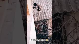 #cat 療癒吸貓系列-不可思議的貓咪 #381