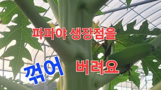 파파야 정식후. 키를 줄이는방법( 1 )