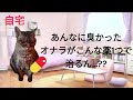 【猫ミーム】オナラが臭すぎて病院に行った話💨