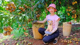 Harvesting Macadamia, Preparing Delicious Dishes From Macadamia, Chicken Stew | Thu's Country Life