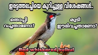 ഇരട്ടത്തലച്ചി എന്ന ബുൾബുൾ (Red whiskered bulbul/ഇരട്ടത്തലച്ചി ബുൾബുൾ) കേരളത്തിലെ പക്ഷികൾ