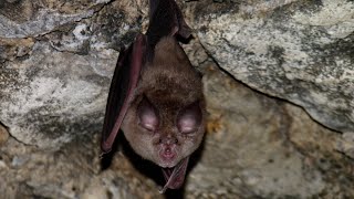 Echt.Oberpfalz: Hohenburg - Wo die Großen Hufeisennasen am liebsten abhängen