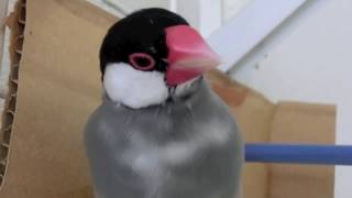 お休み中の白文鳥ふーちゃんと桜文鳥ほーちゃん 文鳥動画