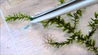 Aquarium Plant discussion about Willow Moss (Fontinalis Antipyretica)