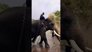 ದಸರಾ ಆನೆ ಹರ್ಷ |dasara elephant Harsha|Dubare Elephant camp|Arjuna|Abhimanyu|Karnataka elephant