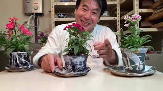 陶器の鉢シリーズNO4　手作りの器に花を植える