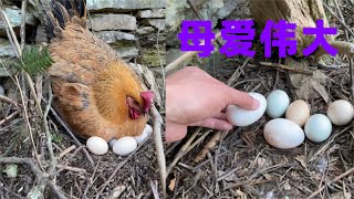 Masked Bird Brother｜The old hen protects the eggs is touching, the mother's love is great.