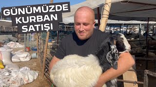 Günümüzde Kurban Satışı - Skeç