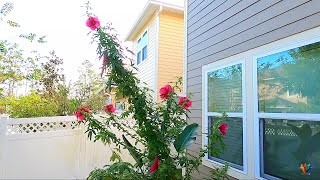 Repotting 9 feet Gongura | Green Roselle